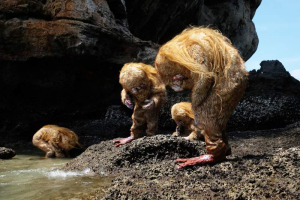 sorry, minified image is missing, click to see the bigger version