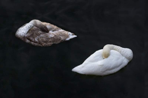 sorry, minified image is missing, click to see the bigger version