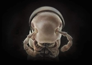 sorry, minified image is missing, click to see the bigger version