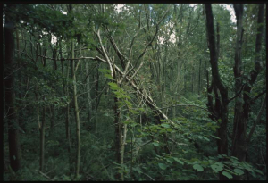 sorry, minified image is missing, click to see the bigger version