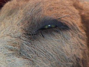 sorry, minified image is missing, click to see the bigger version