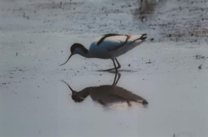 sorry, minified image is missing, click to see the bigger version